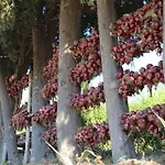 Ruralia * Santa Domenica (Vibo Valentia)