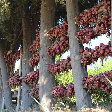Ruralia * Santa Domenica (Vibo Valentia)